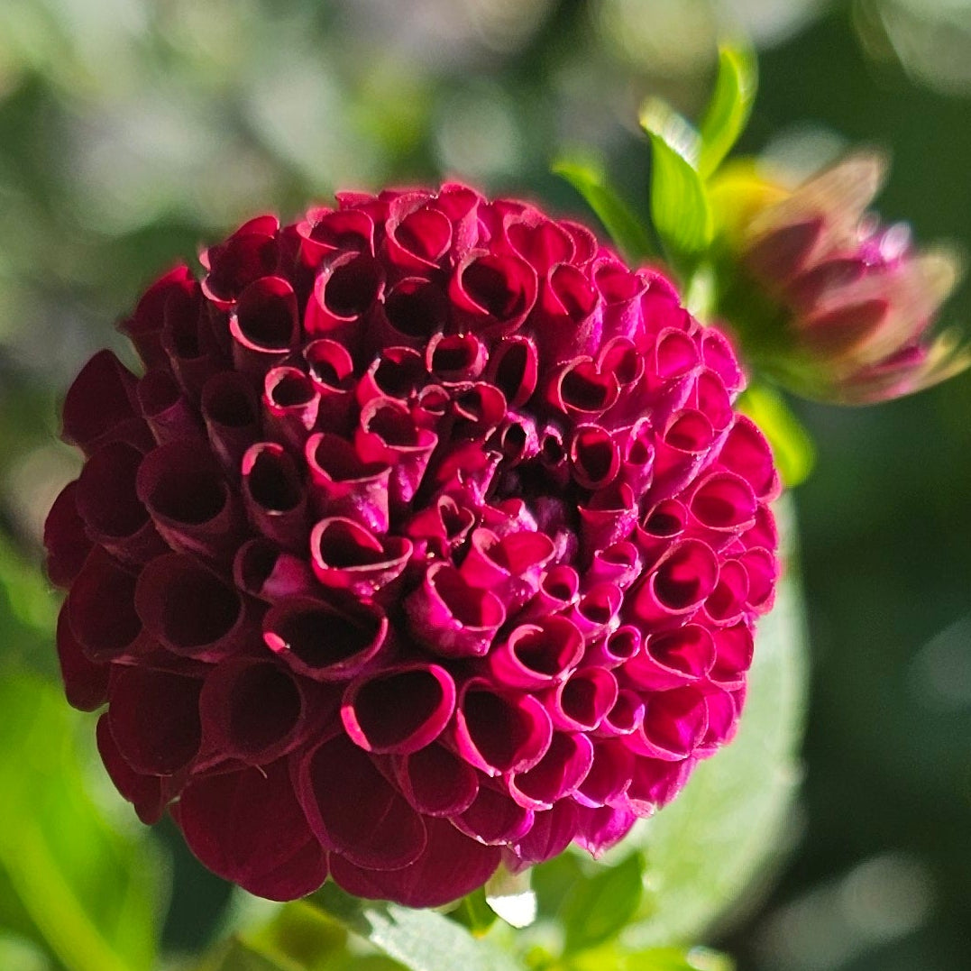 Moor Place Dahlia