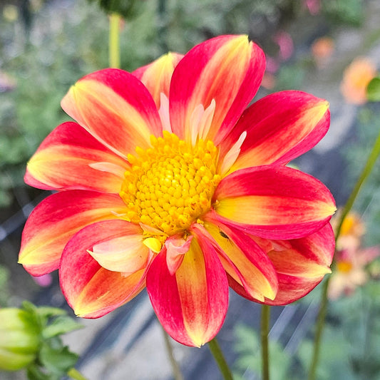 Mayberry's Flame Dahlia
