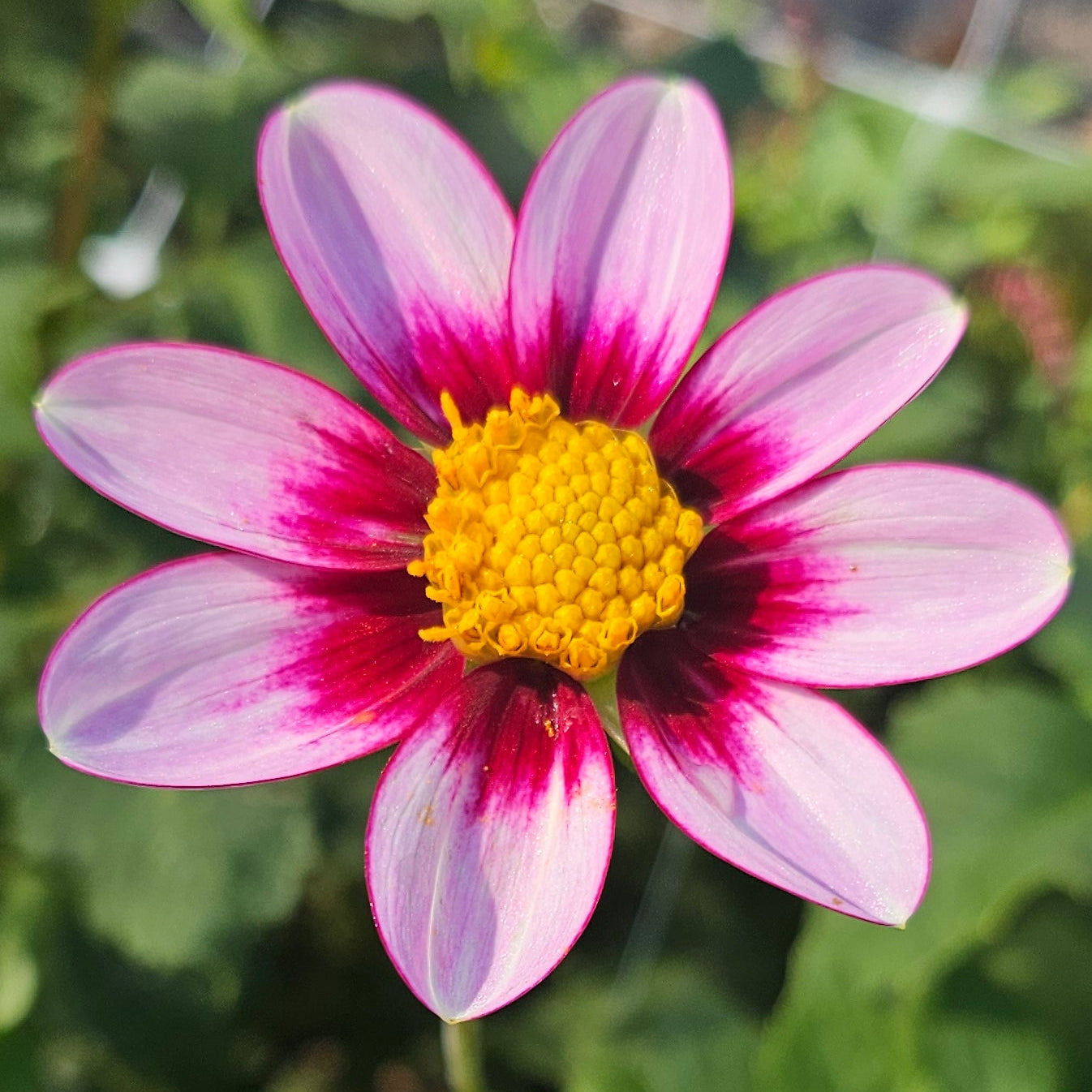 Eclipse Dahlia