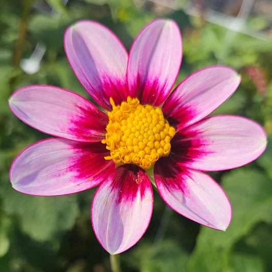Eclipse Dahlia