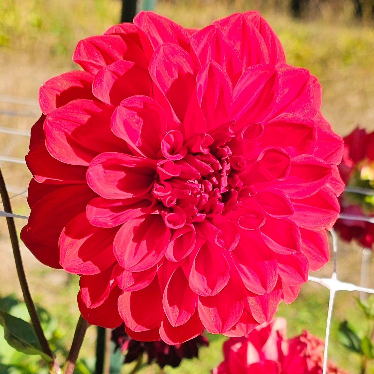 Drummer Boy Dahlia