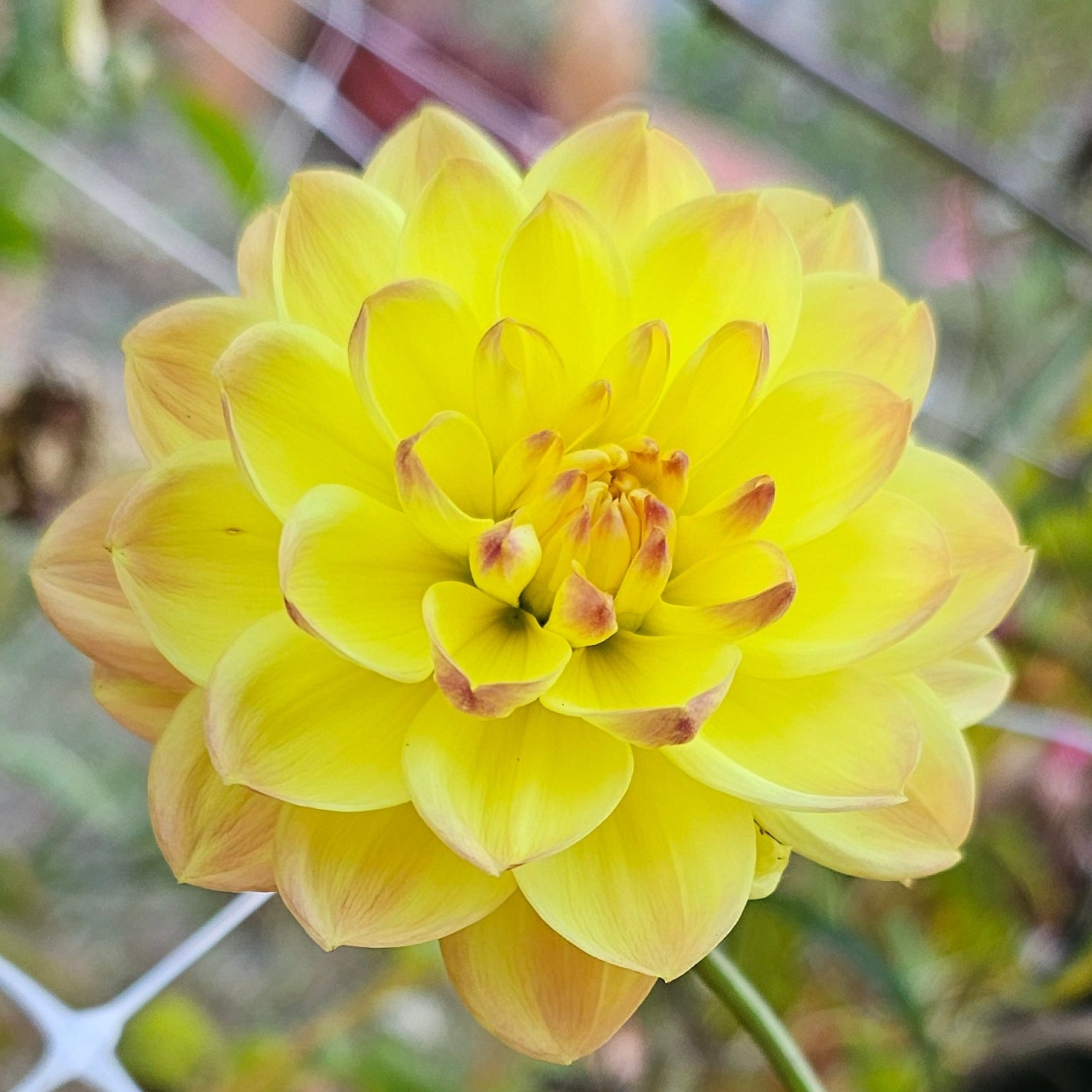 Bracken Lorelei Dahlia