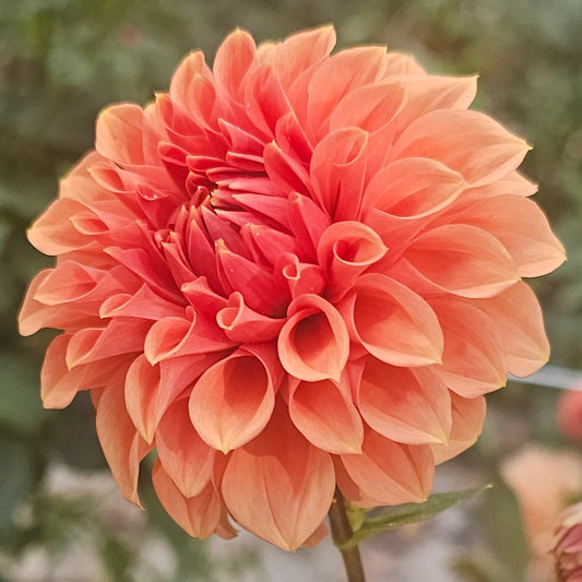 Hy Patti Dahlia
