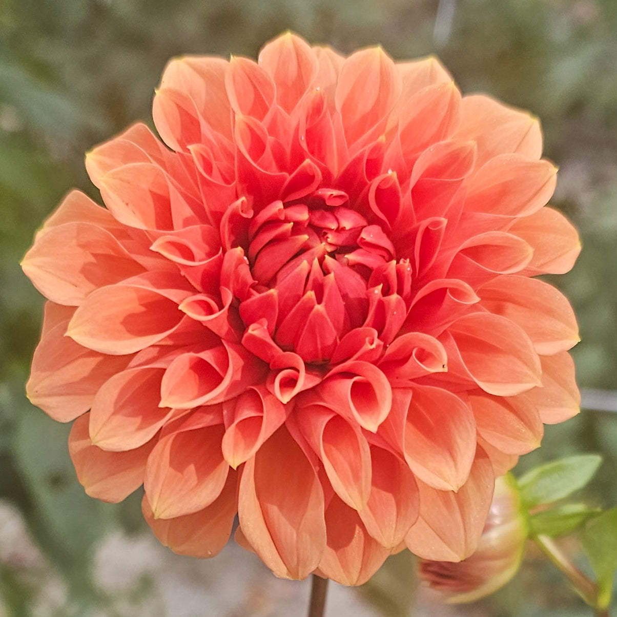 Hy Patti Dahlia