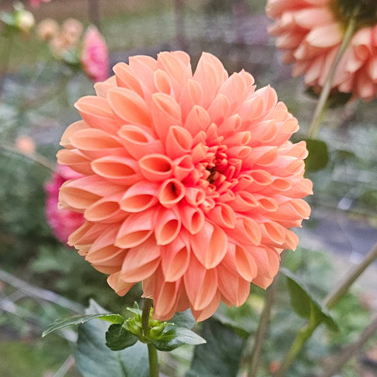 Jowey Ingrid Dahlia