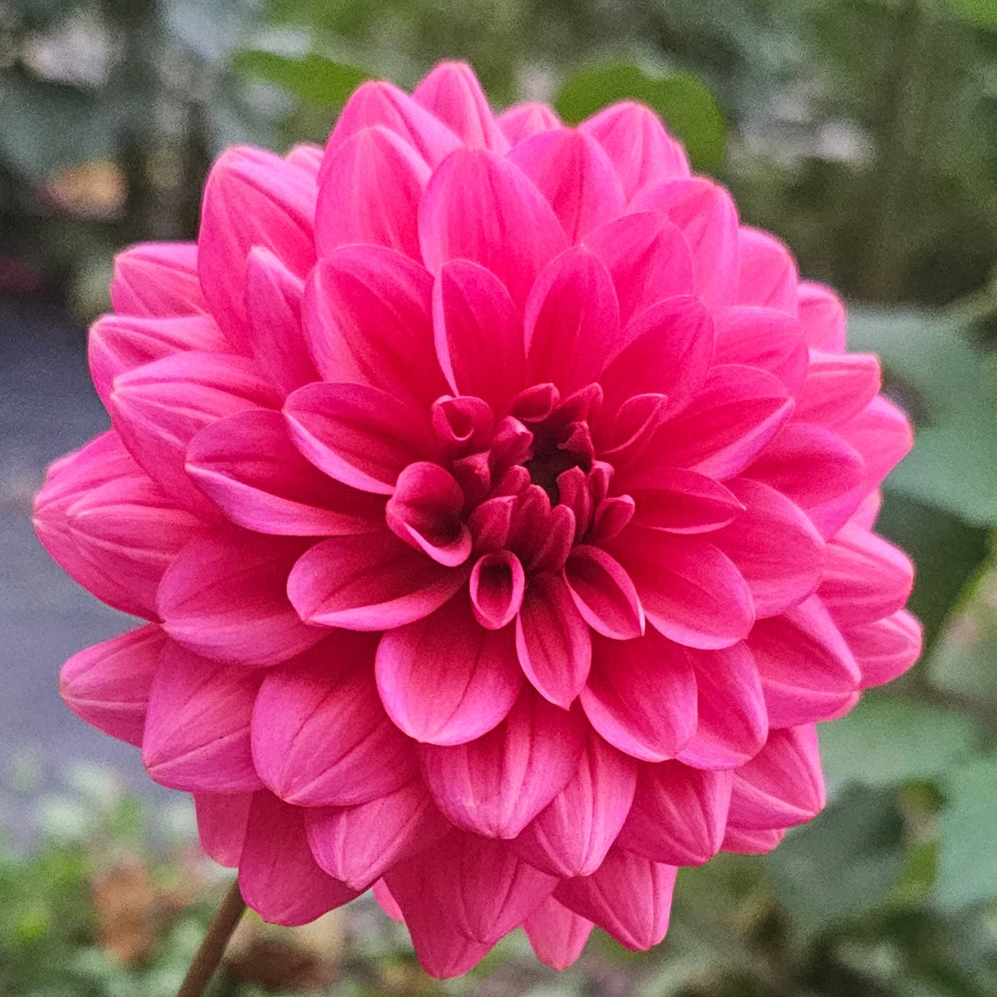 Salmon Runner Dahlia