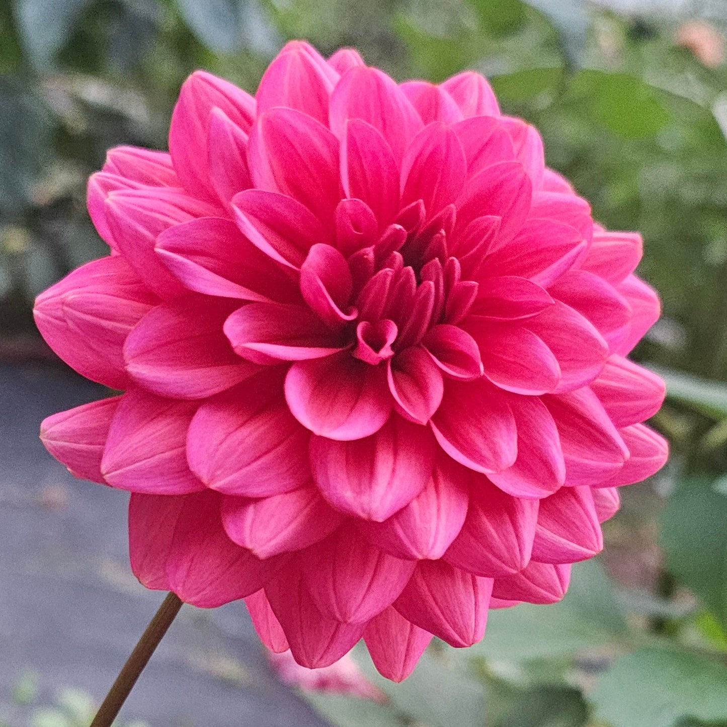 Salmon Runner Dahlia
