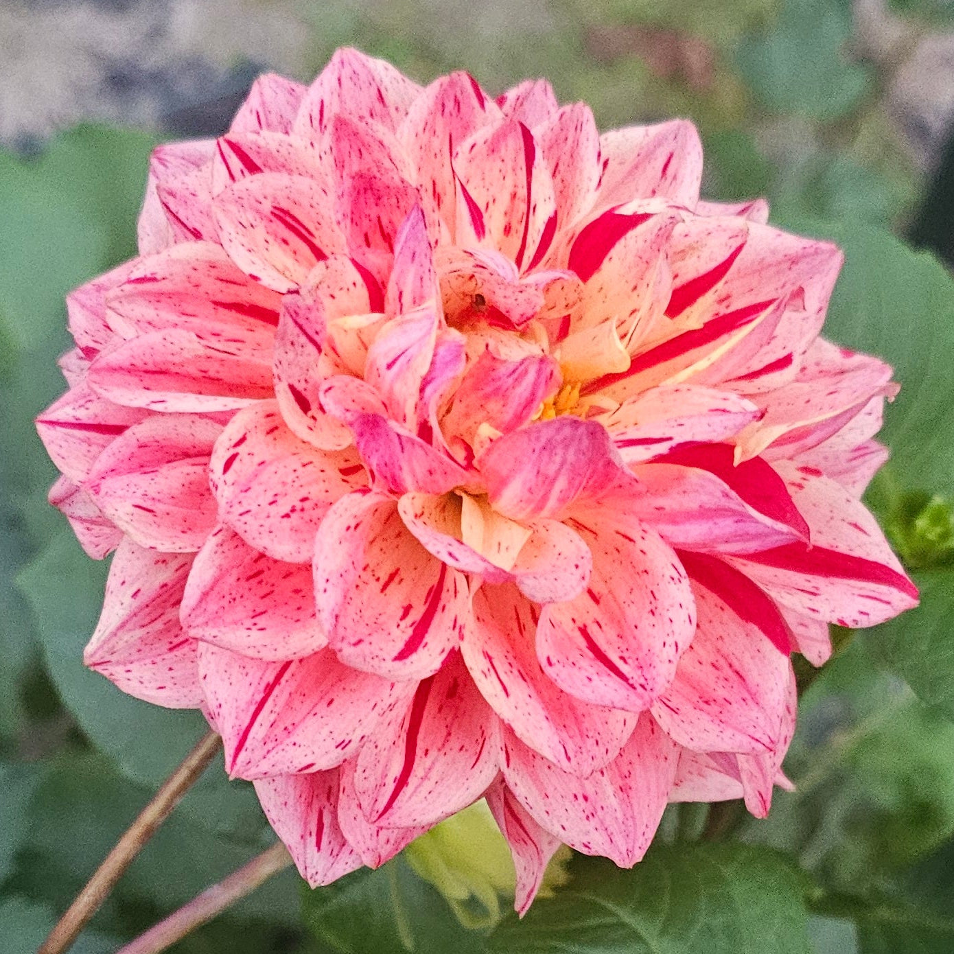 Sturm Princess Dahlia