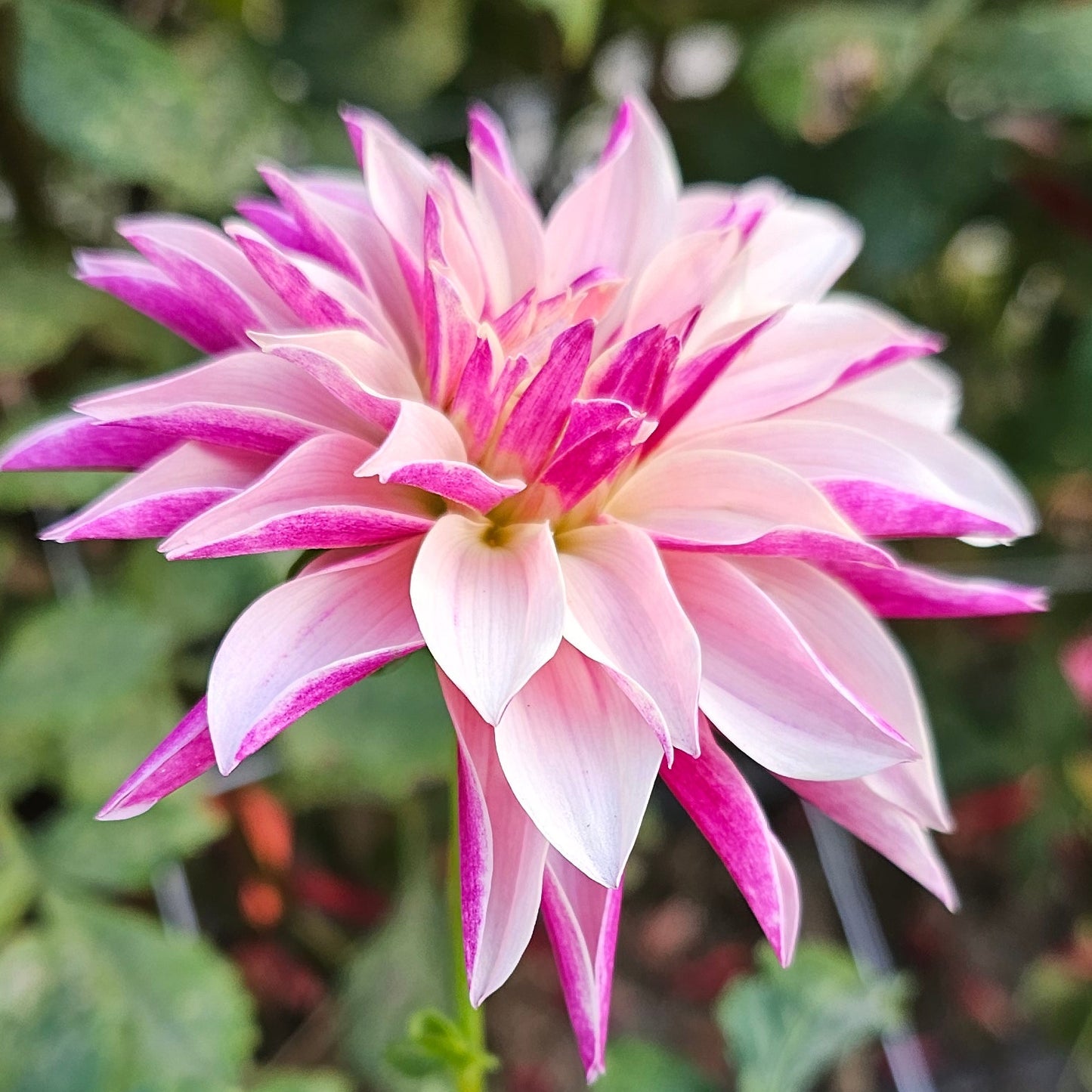 River's Artichoke Dahlia