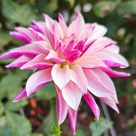 River's Artichoke Dahlia