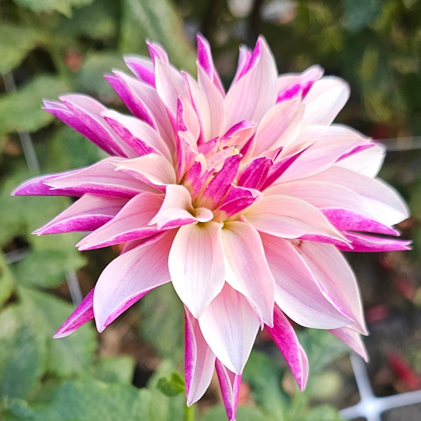 River's Artichoke Dahlia
