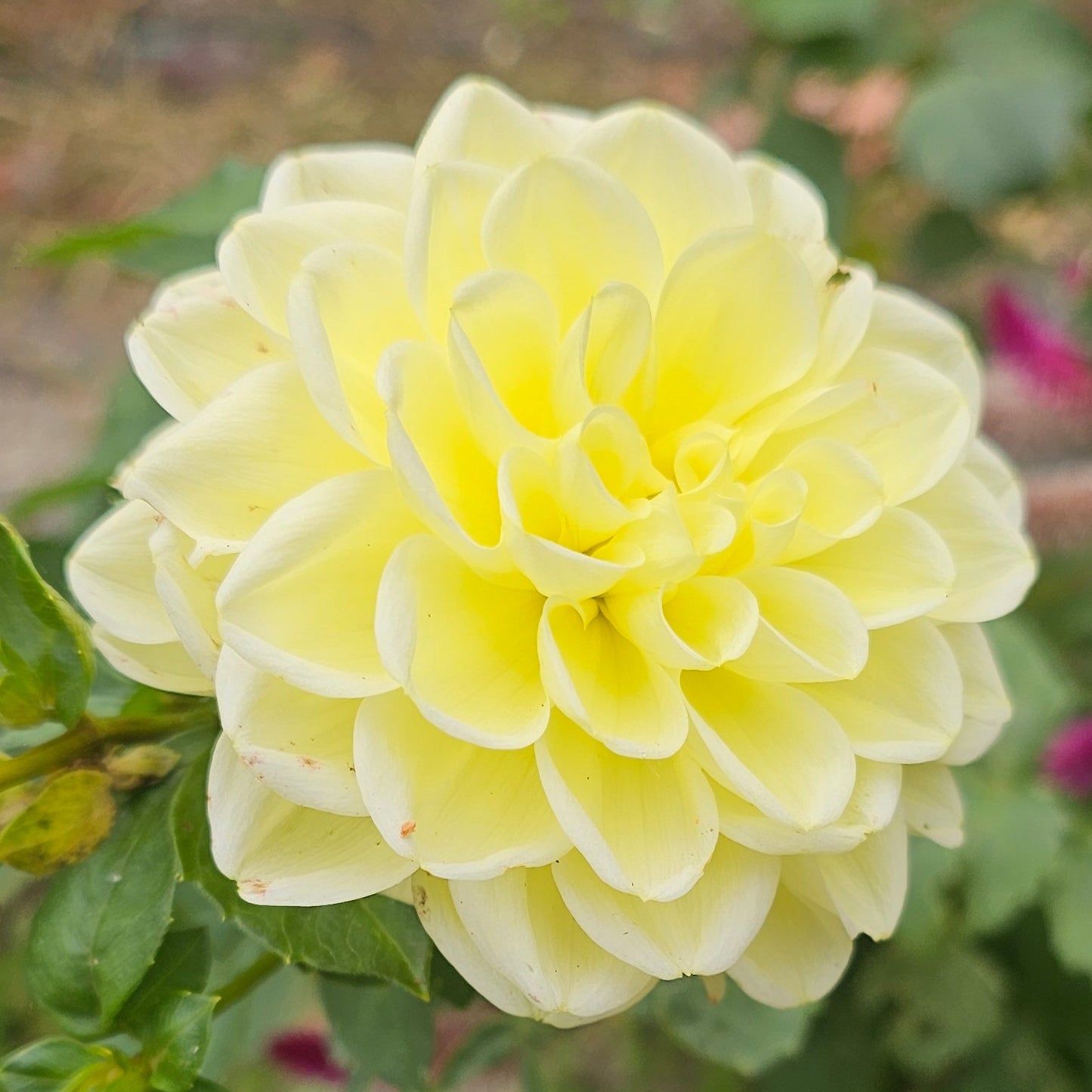 Sun Kissed Dahlia