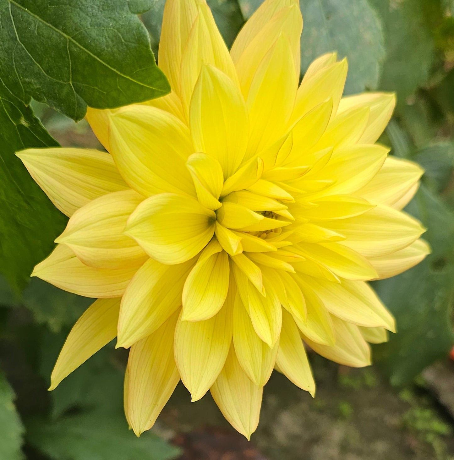 Candlelight Dahlia