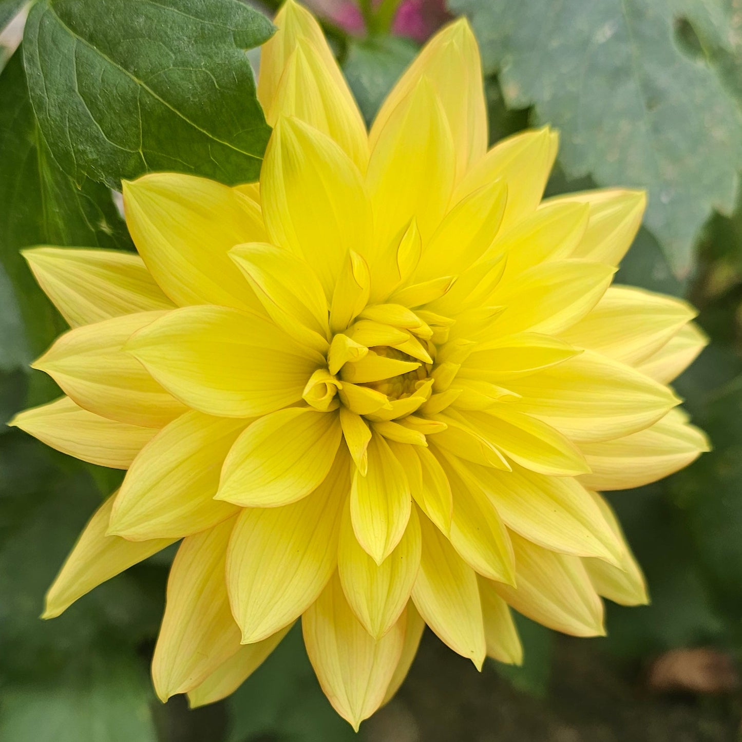 Candlelight Dahlia