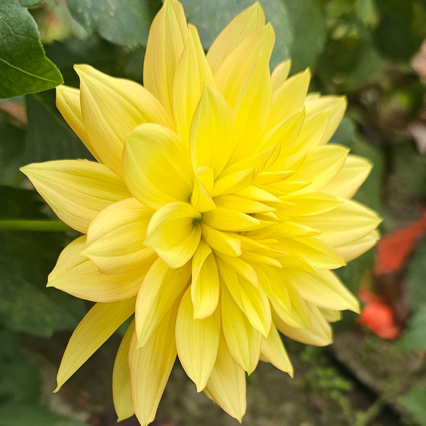 Candlelight Dahlia