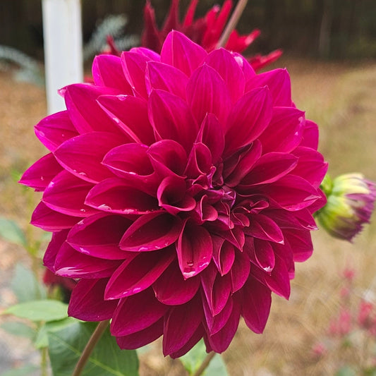 Woodlands Merinda Dahlia