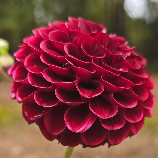 Hapet Granat Dahlia - LIMIT 1