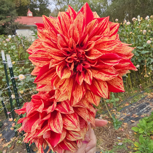 Harvey Koop Dahlia