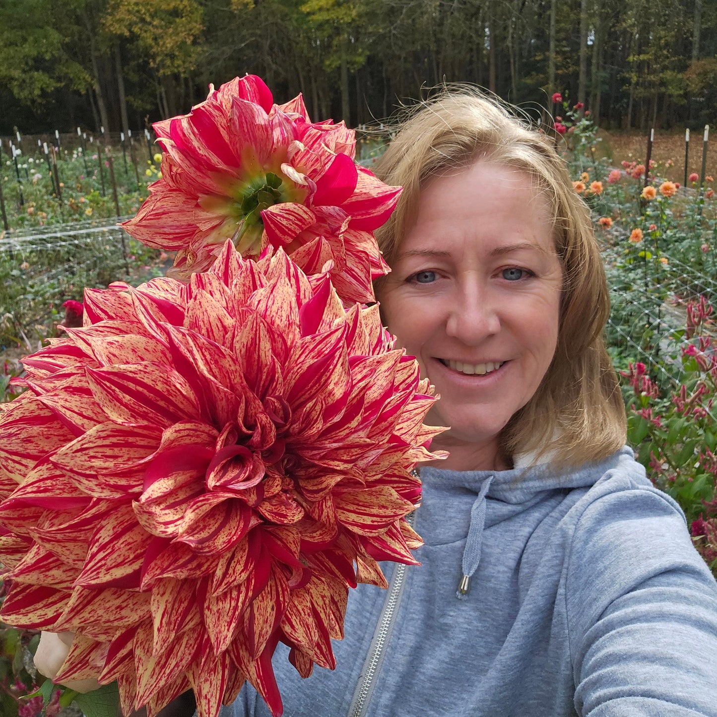 Harvey Koop Dahlia