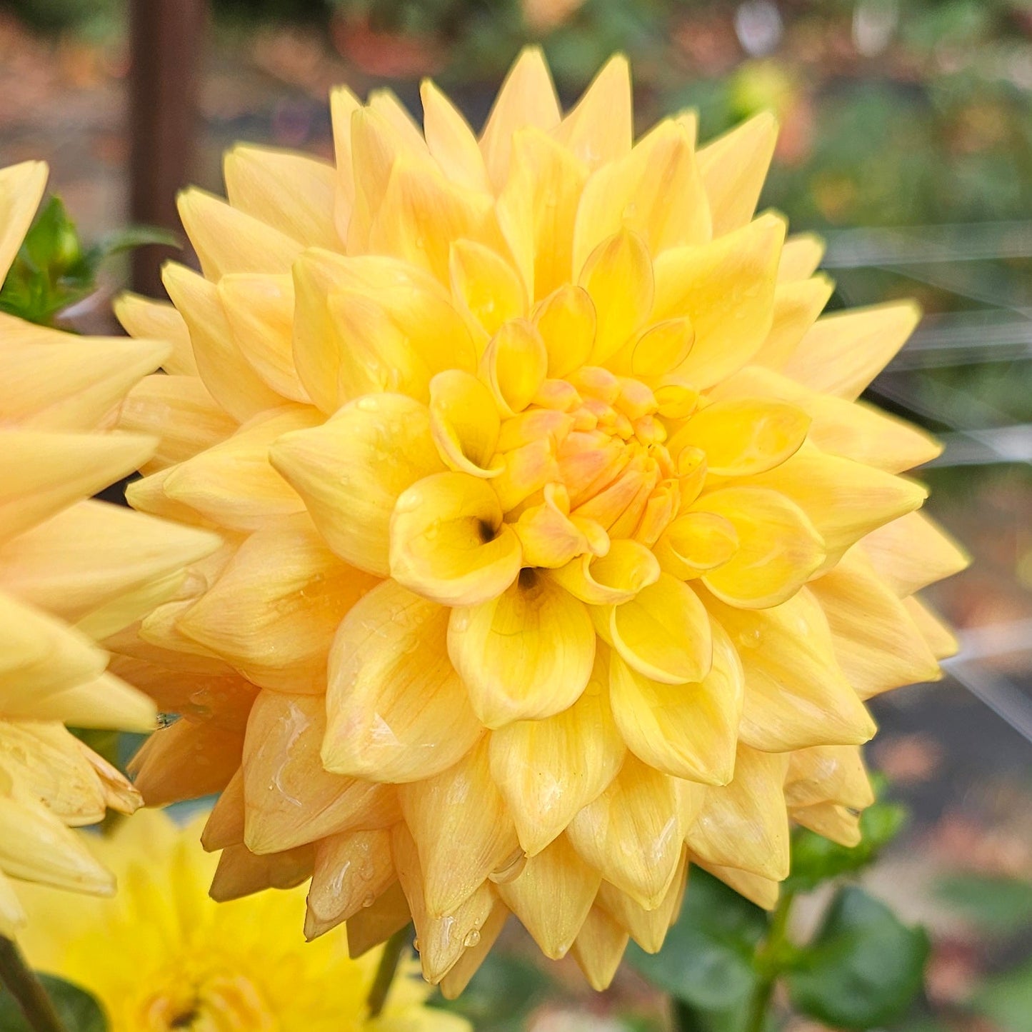 Mission Gingersnap Dahlia