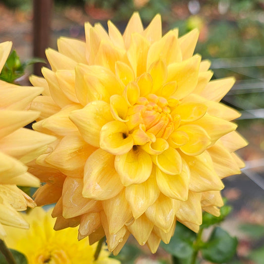 Mission Gingersnap Dahlia