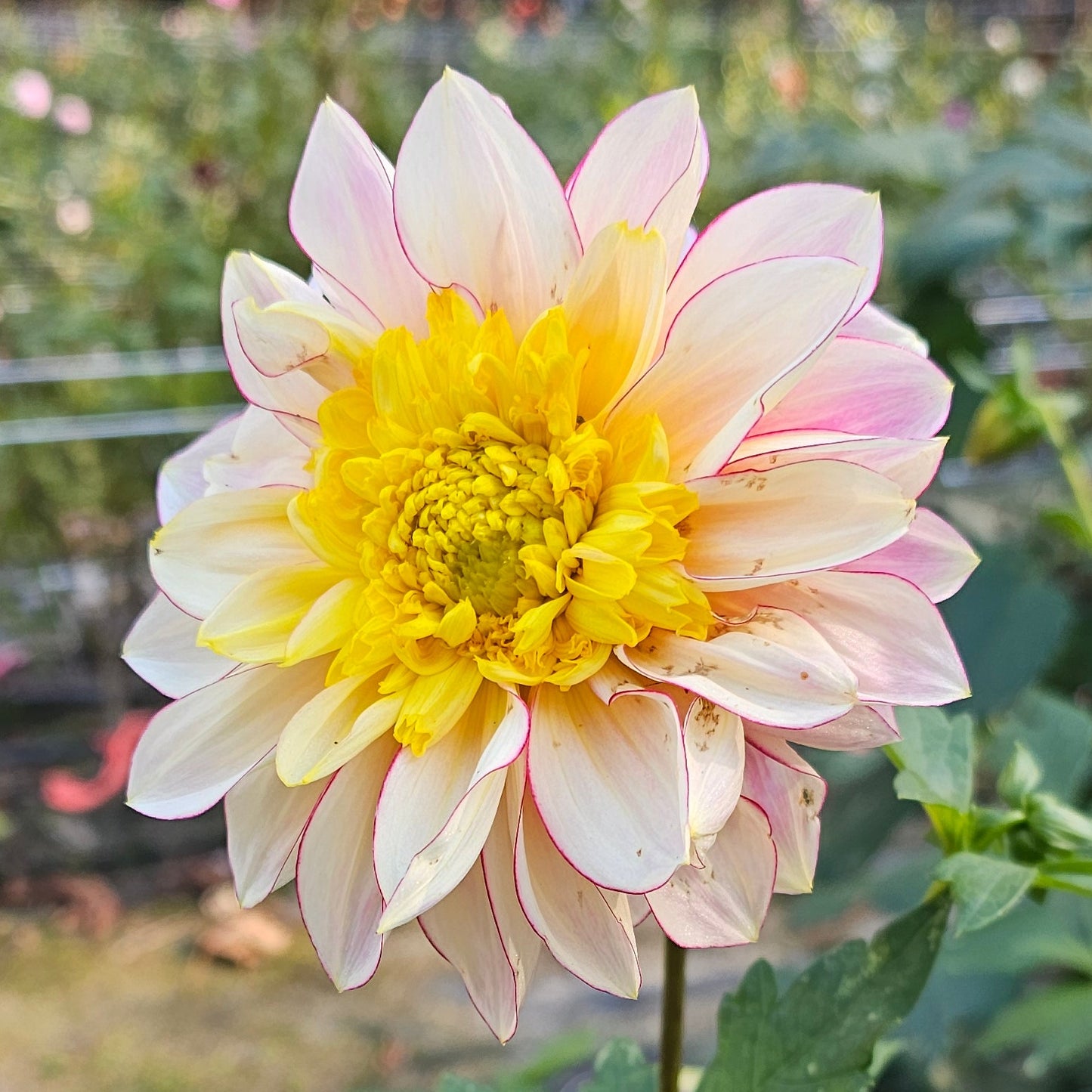 Polka Dahlia