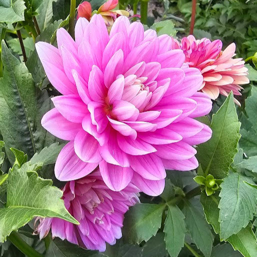 Hollyhill Pink Parfait Tuber