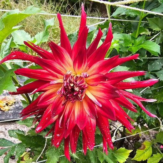 Akita Dahlia