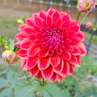All that Jazz Dahlia