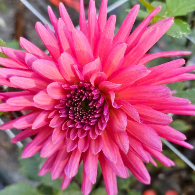 Allen's Smoky Skies Dahlia