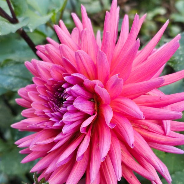 Allen's Smoky Skies Dahlia