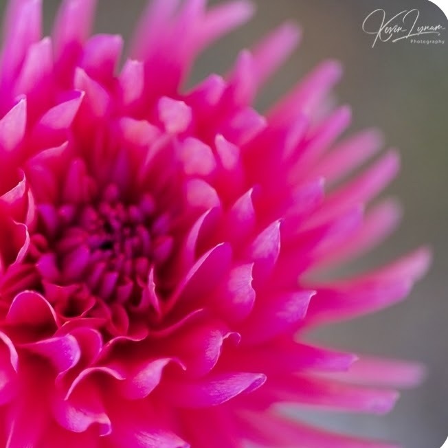 Allen's Smoky Skies Dahlia