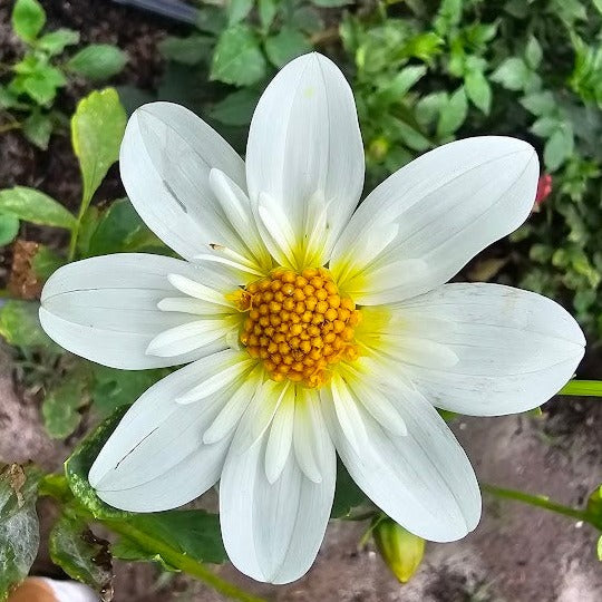 Alpen Cherub Dahlia