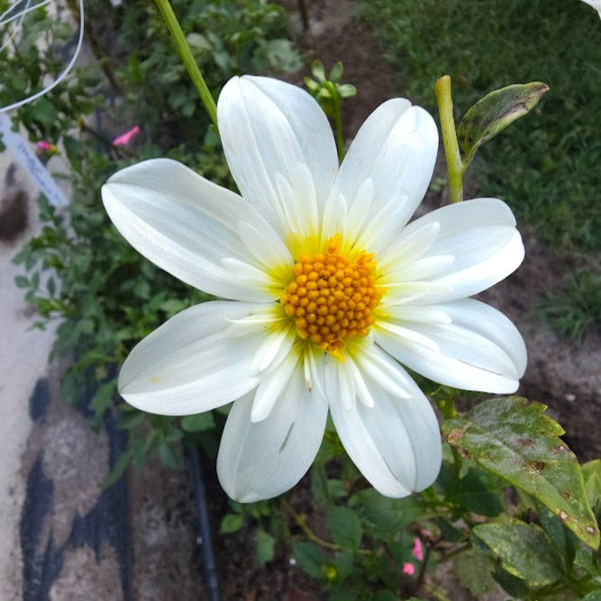 Alpen Cherub Dahlia