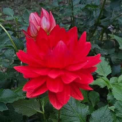 Angels of 7A Dahlia