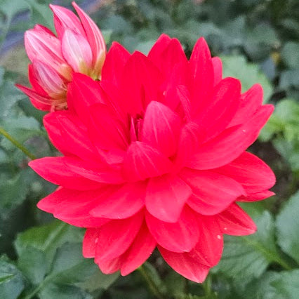 Angels of 7A Dahlia