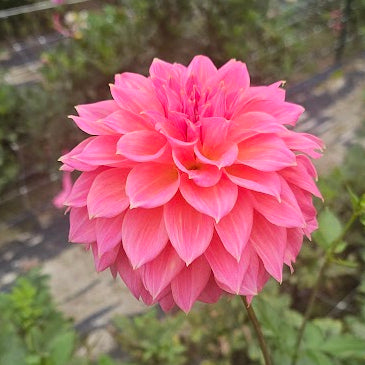 Avoca Amanda Dahlia