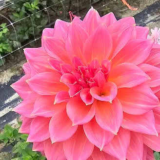 Avoca Amanda Dahlia