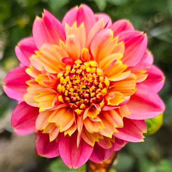 BJ's Rival Dahlia