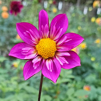 Bloomquist Aztec Dahlia