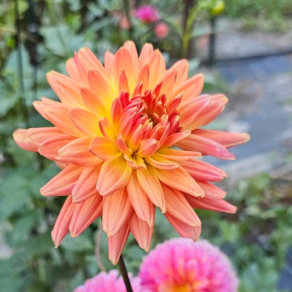 Bloomquist Karen G Dahlia