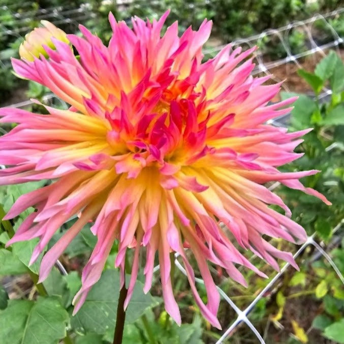 Bloomquist Mildred S Dahlia