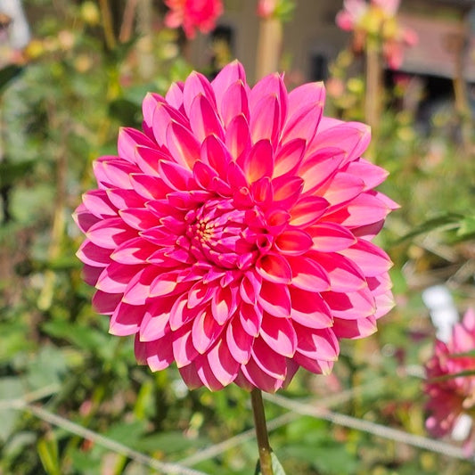 Bloomquist Mojo Dahlia