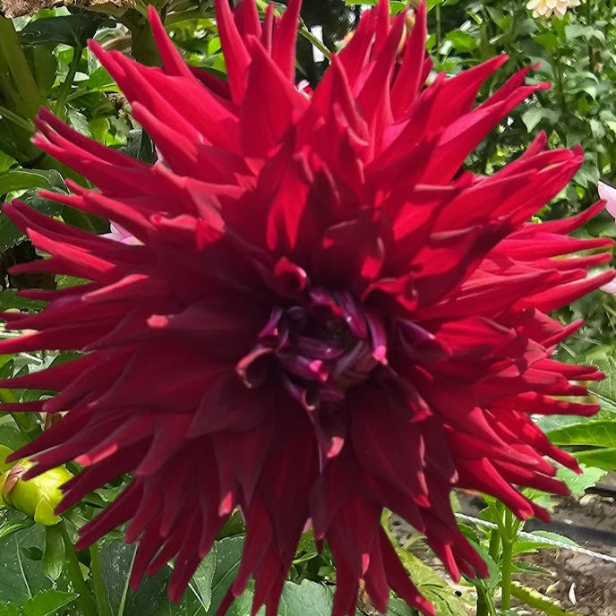 Bloomquist Quill Dahlia