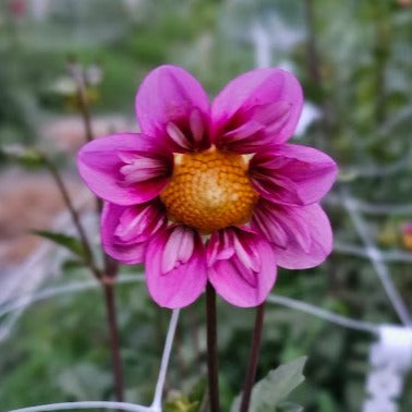 Bloomquist Sweet Dahlia