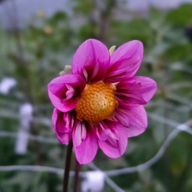 Bloomquist Sweet Dahlia