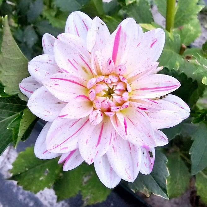 Bonesta Dahlia