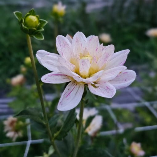 Bonesta Dahlia