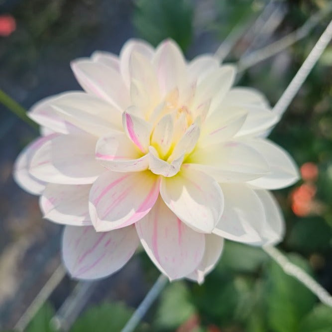 Bonesta Dahlia