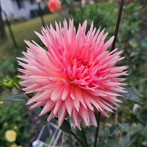 Brookside Cheri Dahlia